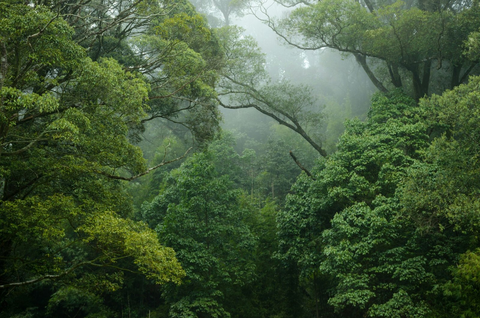 Stock photo of rainforest